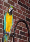 Our Parrot BEA BEAU
