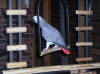 Our African Gray (Sofi)